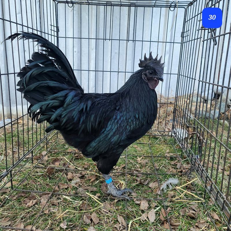 Ayam Cemani Rooster