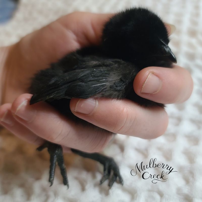 (6) Ayam Cemani Hatching Eggs