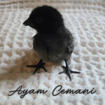 (6) Ayam Cemani Hatching Eggs