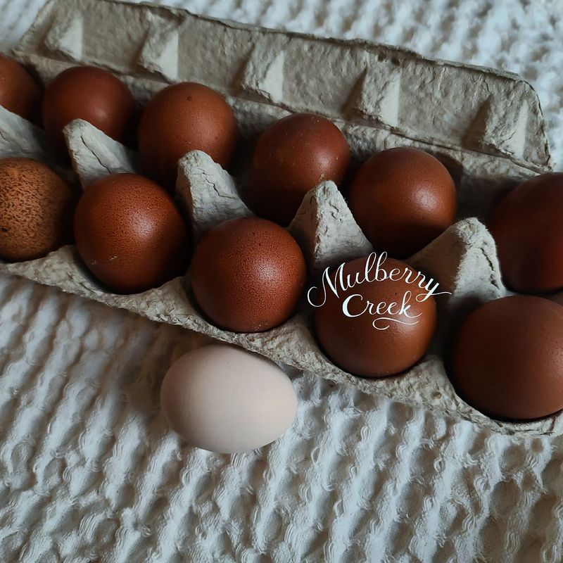 (6) Black Copper Marans Hatching Eggs