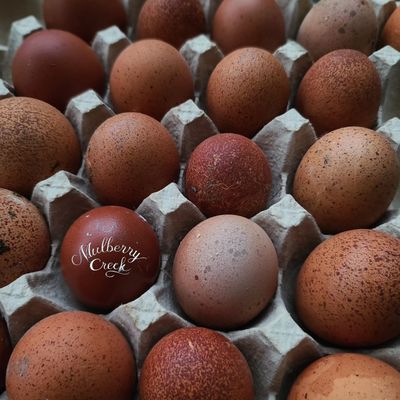 (6) Black Copper Marans Hatching Eggs