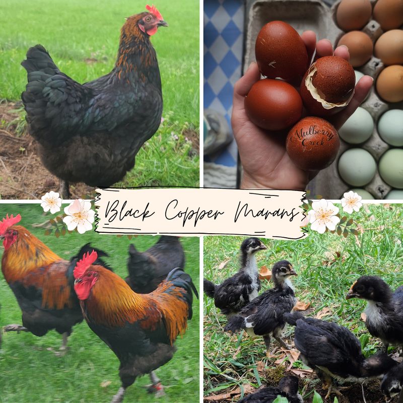 (6) Black Copper Marans Hatching Eggs