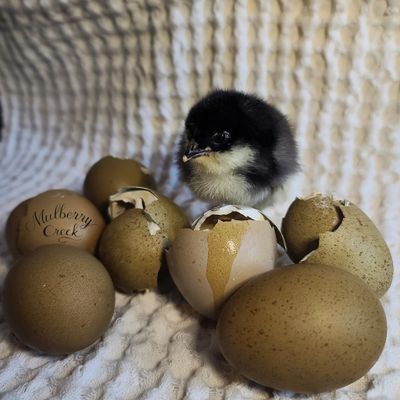 Midnight Viridian Chicks | Straight Run