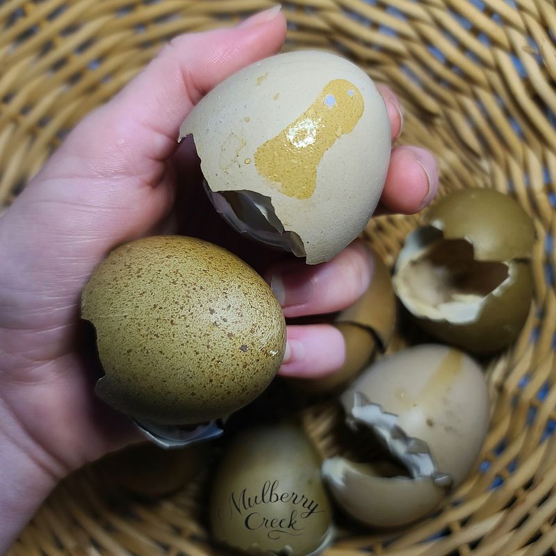 (6) Midnight Viridian Hatching Eggs