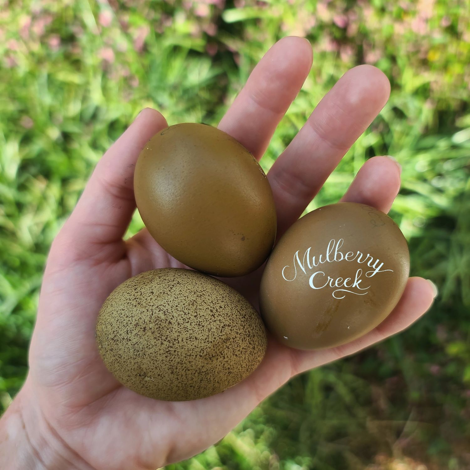 (6) Woodland Viridian Sexlink Hatching Eggs