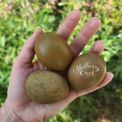 (6) Woodland Viridian Sexlink Hatching Eggs