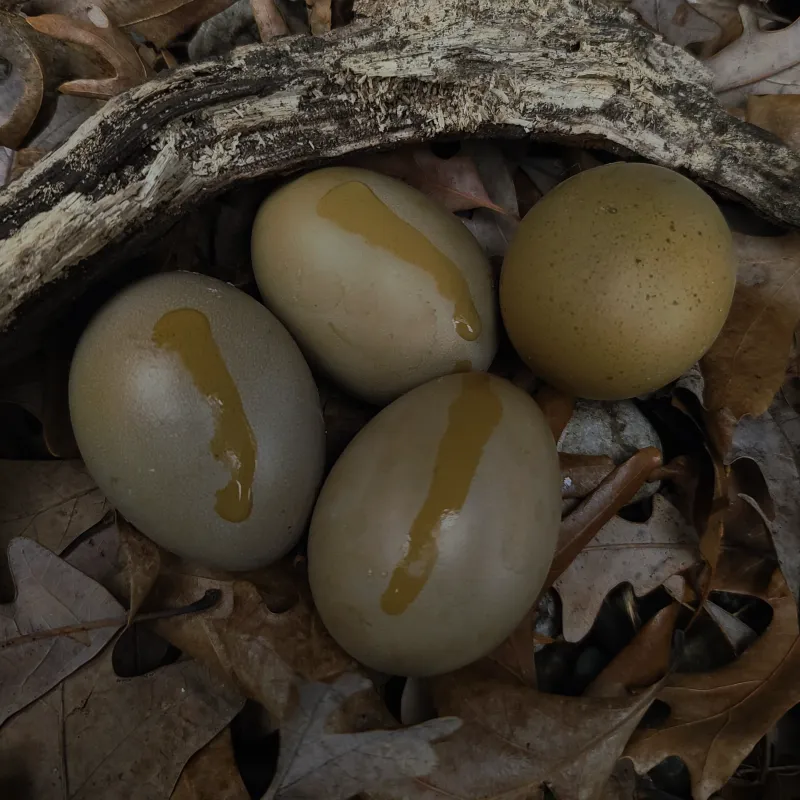 (6) Woodland Viridian Sexlink Hatching Eggs