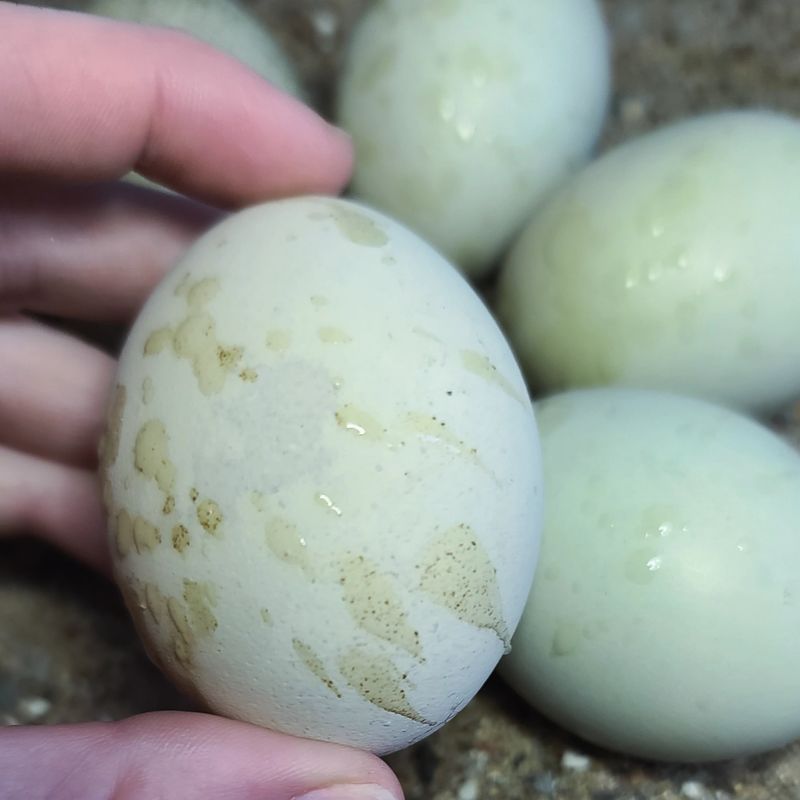 (6) Aquamist Viridian Sexlink Hatching Eggs