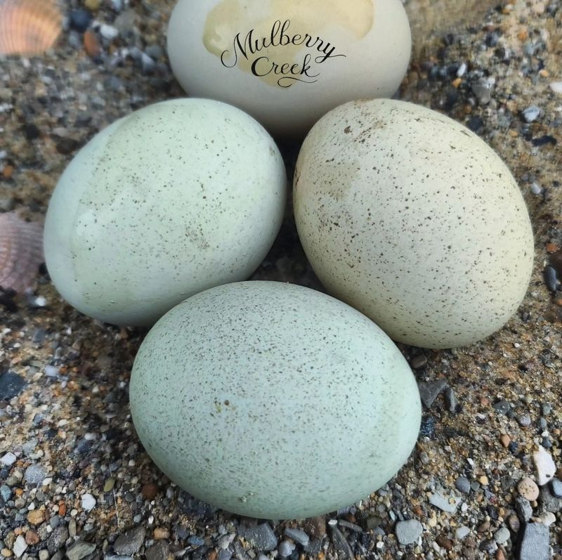 (6) Aquamist Viridian Sexlink Hatching Eggs