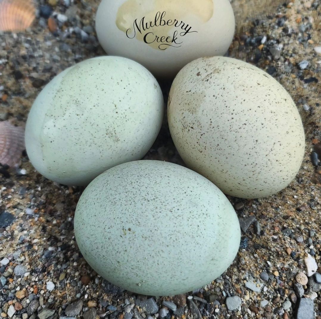 (6) Aquamist Viridian Sexlink Hatching Eggs