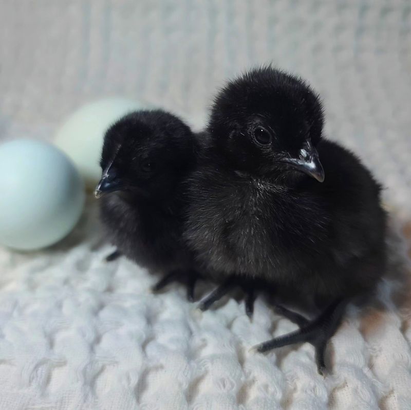 (6) Phantom Legbar Sexlink Hatching Eggs