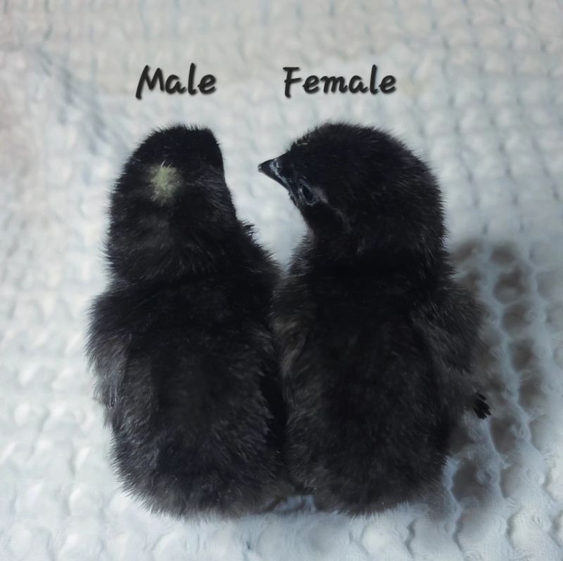 (6) Phantom Legbar Sexlink Hatching Eggs