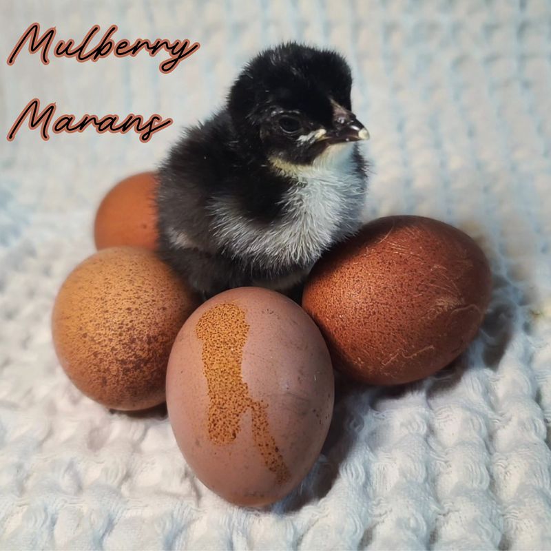 (6) Mulberry Marans Sexlink Hatching Eggs