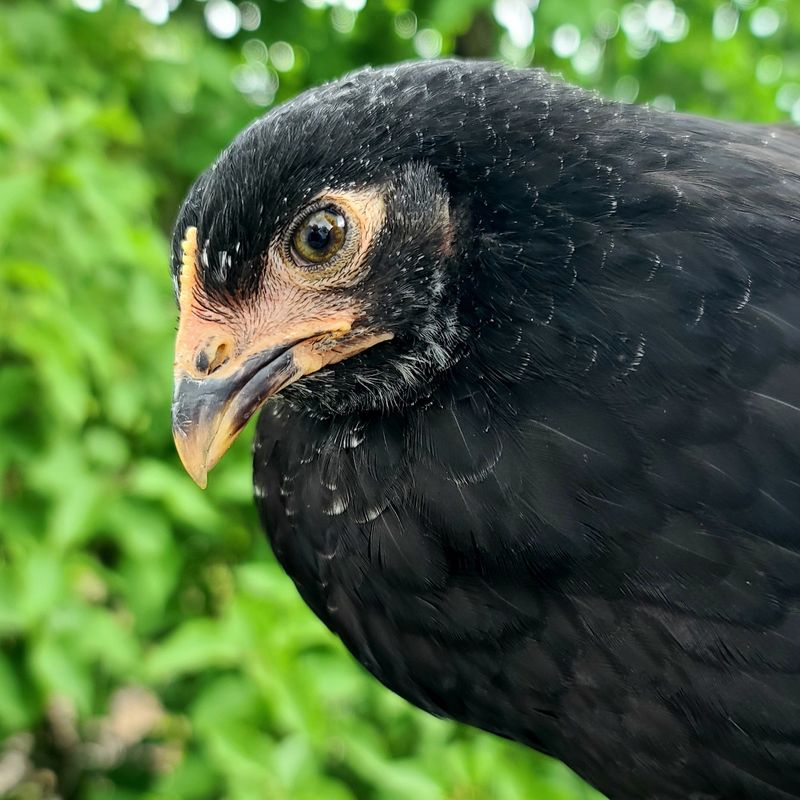 (6) Mulberry Marans Sexlink Hatching Eggs