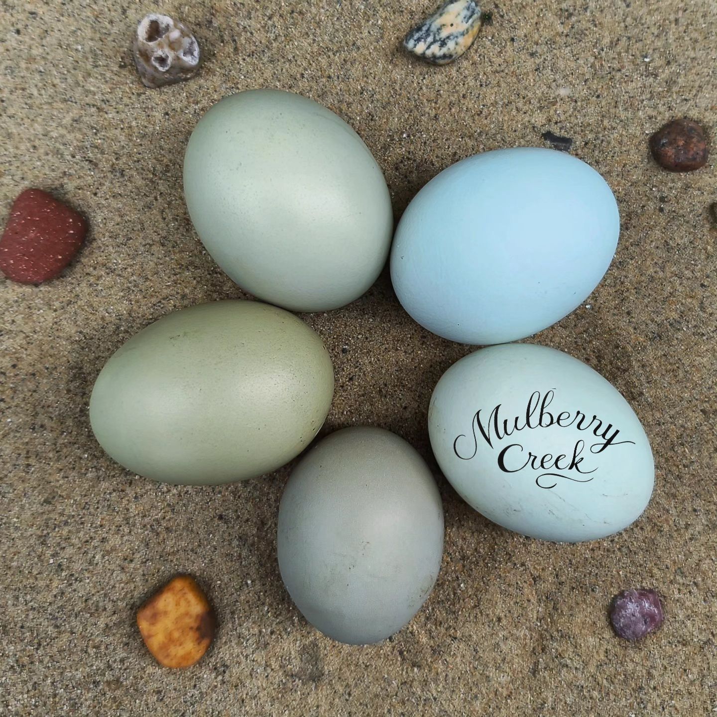 (12) Sexable Sea Foam Egger Mix