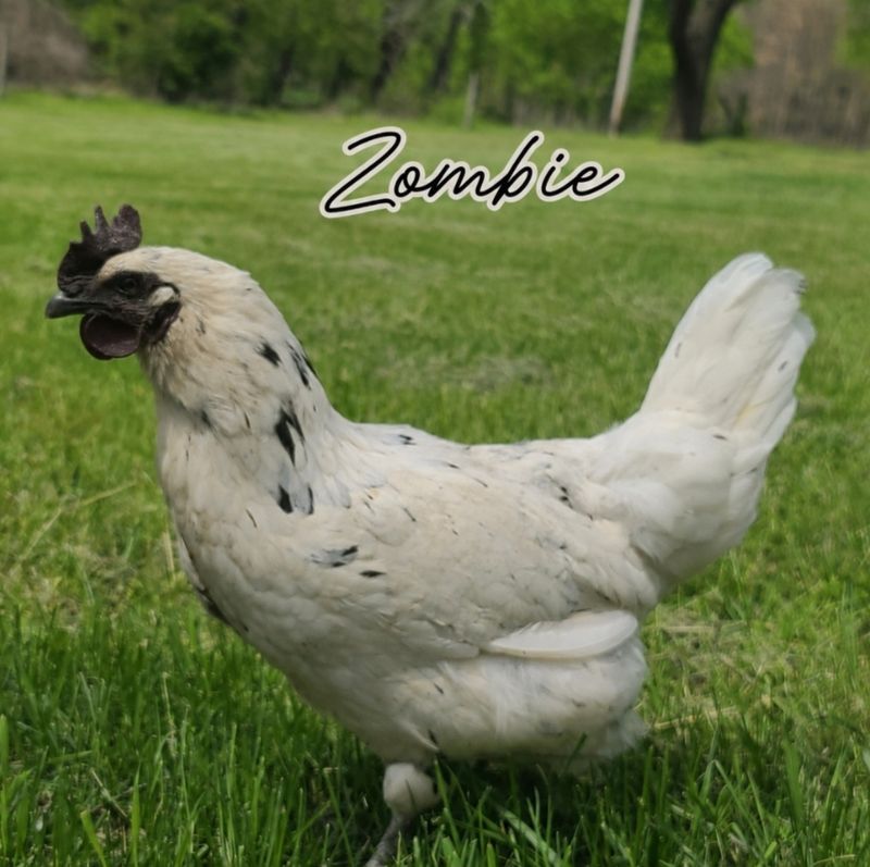 (12) Zombie Sexlink Hatching Eggs