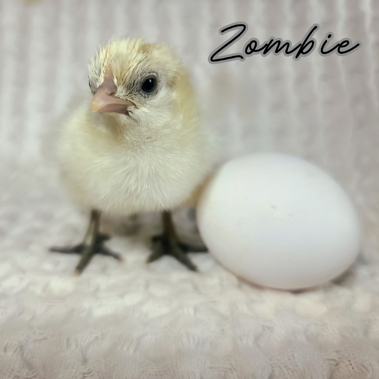 (12) Zombie Sexlink Hatching Eggs