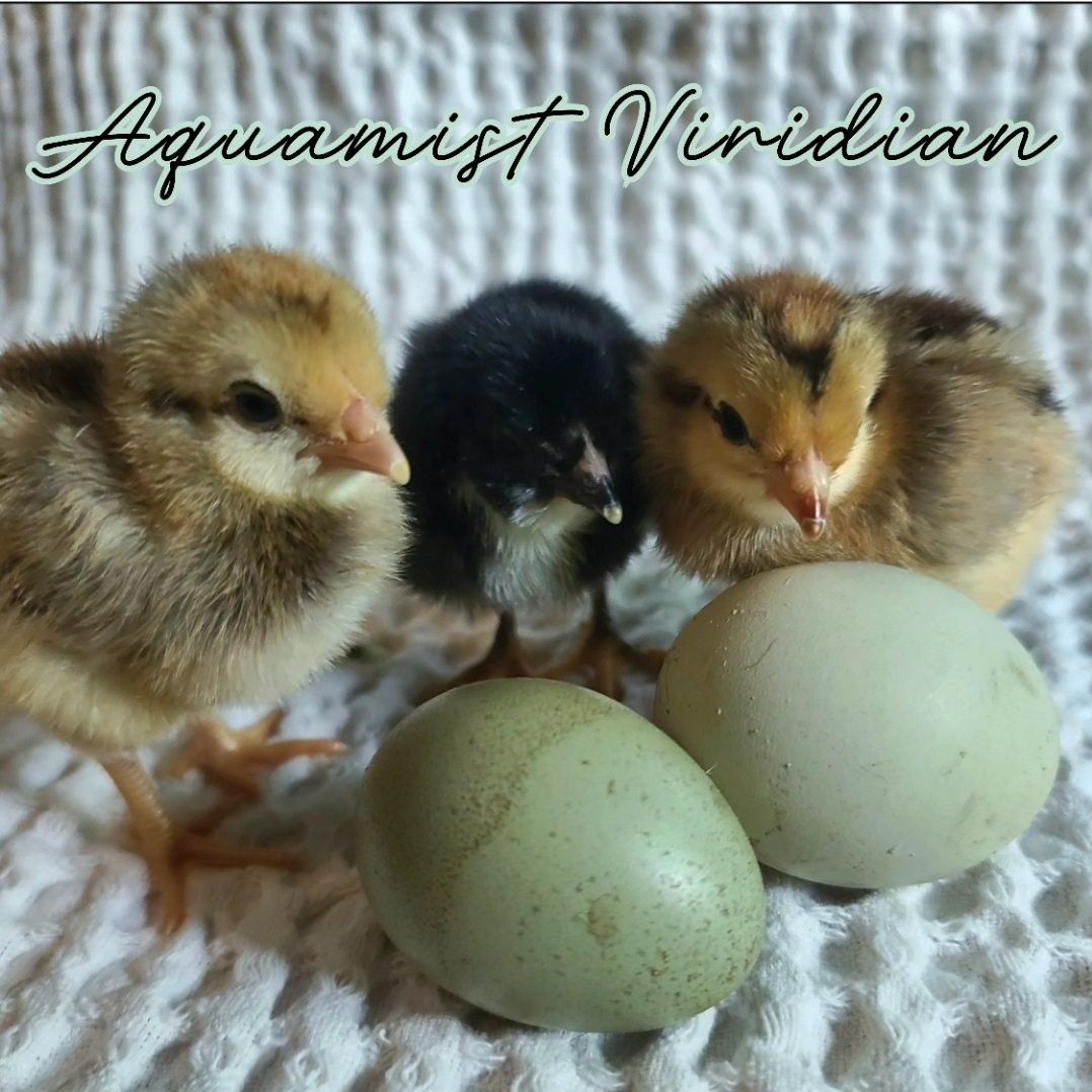 Aquamist Viridian Chicks | Sexed