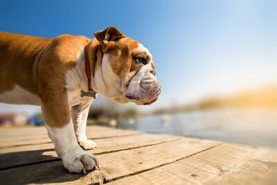 DOG
