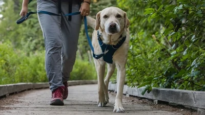 DOG GEAR