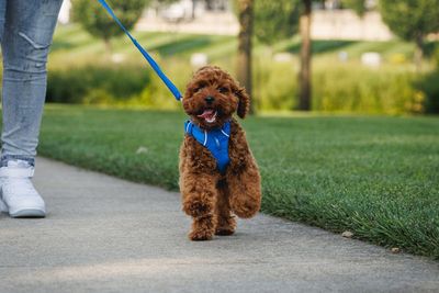 Collars, Leashes &amp; Harnesses