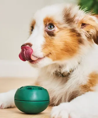 DOG PLAY!