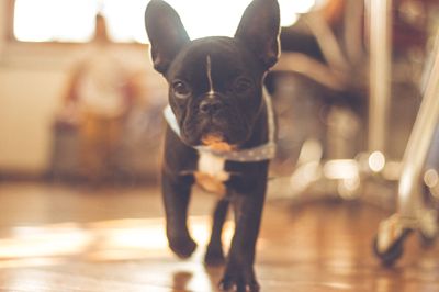 Small Breed