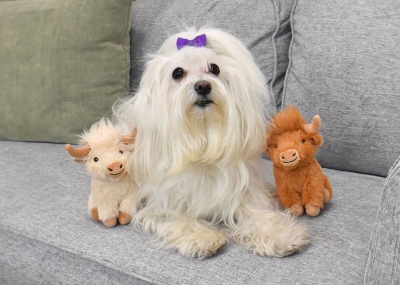 Small Dog Toys