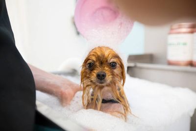GROOMING
