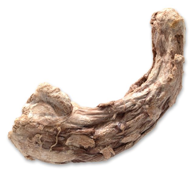 Bones &amp; Co Raw Bar Turkey Necks