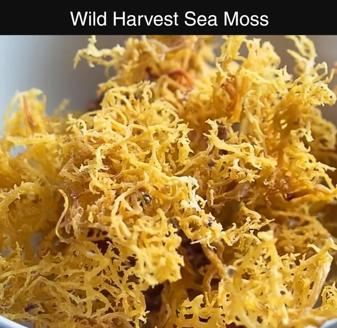 100% Wild Harvested Caribbean Sea Moss