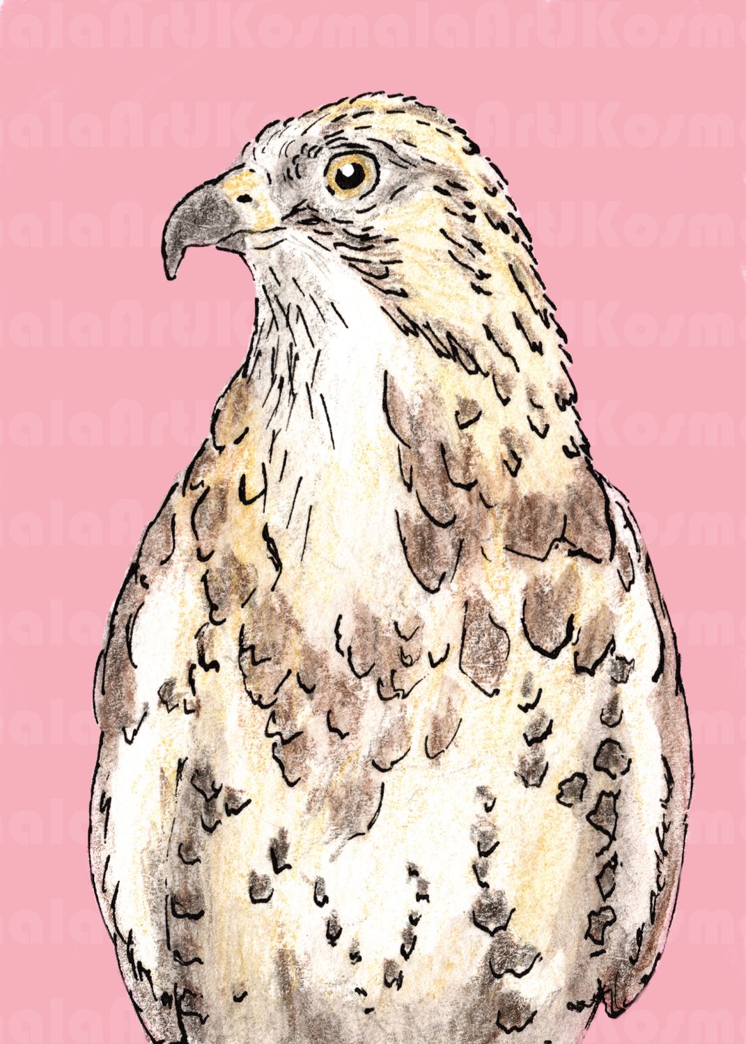 Jake, Black Hills Raptor Series, Limited Edition print