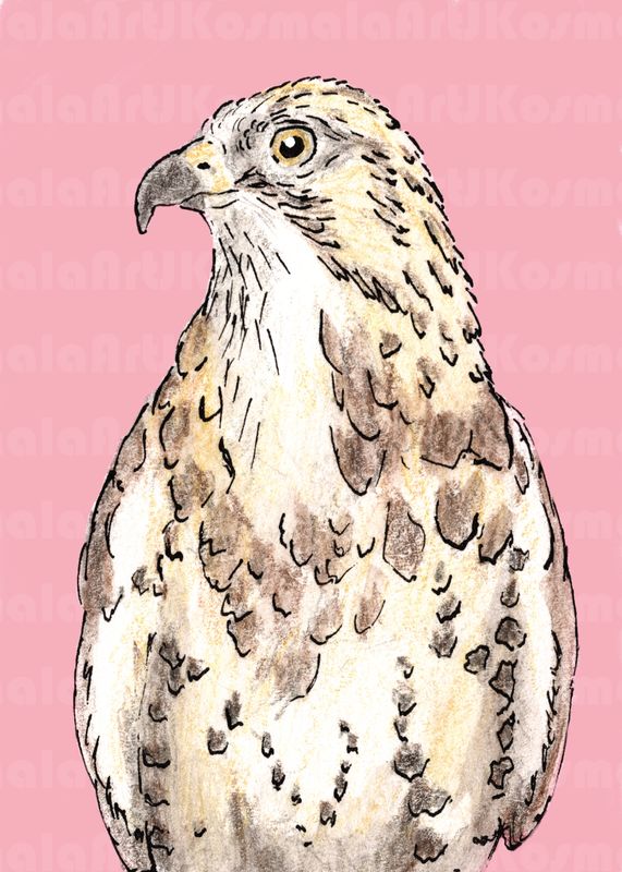 Jake, Black Hills Raptor Series, Limited Edition print