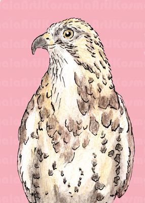 Jake, Black Hills Raptor Series, Limited Edition print