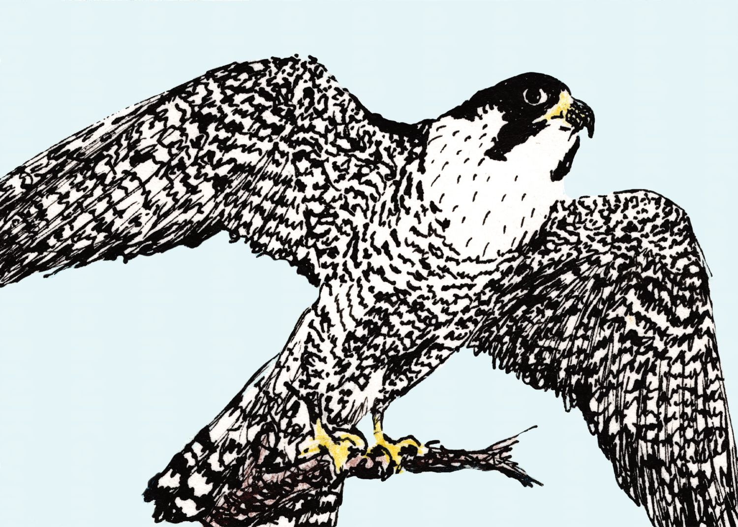 Ike, Black Hills Raptor Series, Limited Edition print