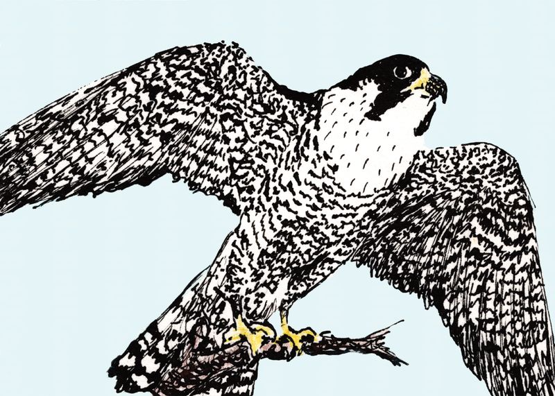 Ike, Black Hills Raptor Series, Limited Edition print