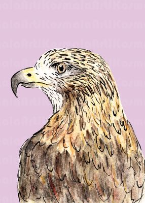 Freya, Black Hills Raptor Series, Limited Edition print