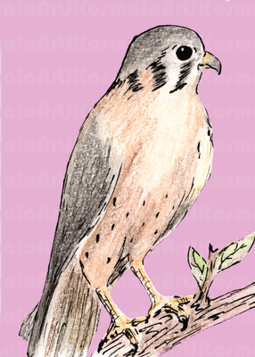 Elton, Black Hills Raptor Series, Limited Edition print