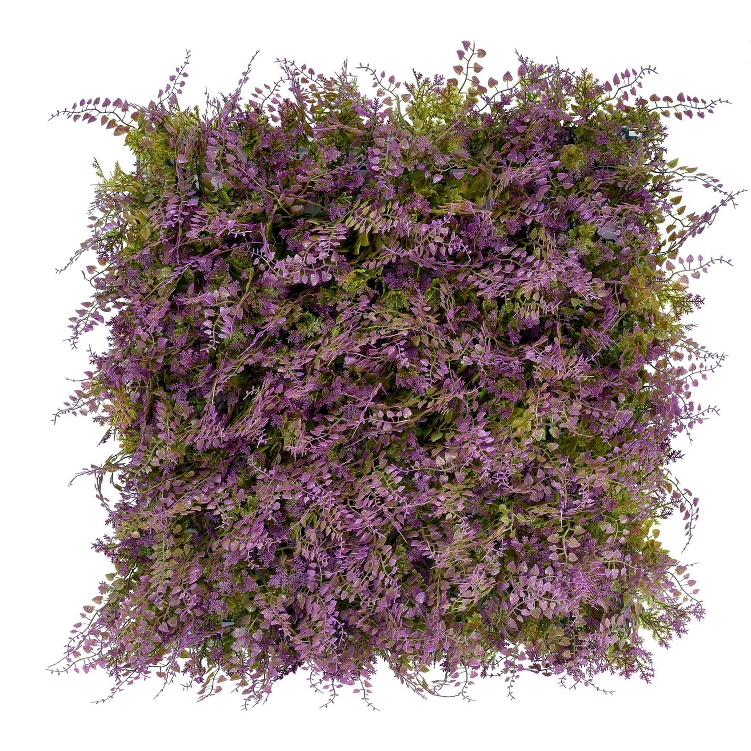 PURPLE FERN