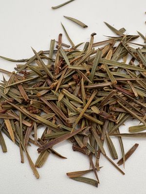 Juniper Tips (Juniperus communis) - Albania