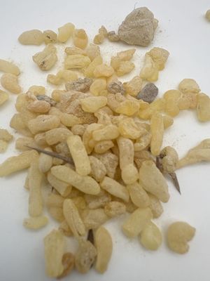 Sandarac Gum Resin – Morocco (Tetraclinis articulata)