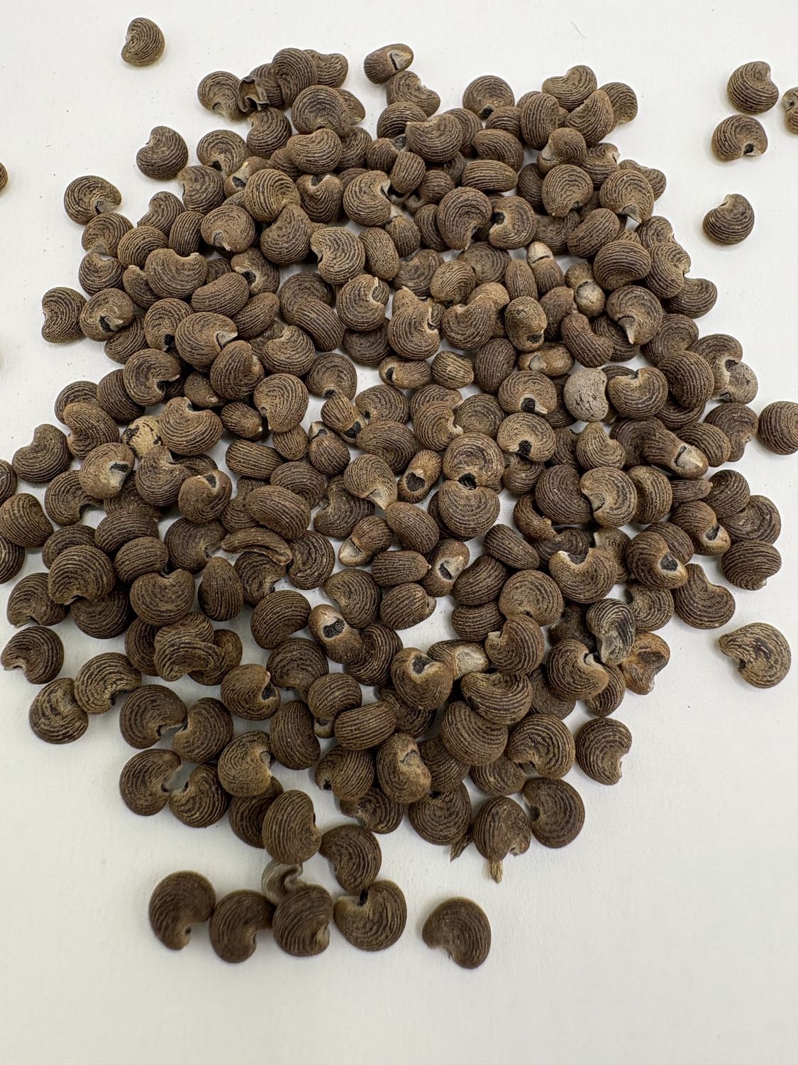 Musk Seeds (Ambrette) – India