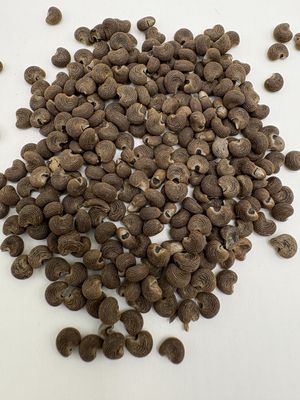 Musk Seeds (Ambrette) – India