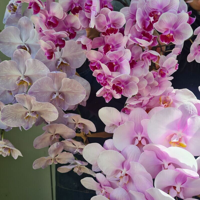 Pure Phalaenopsis