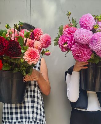 Blissful Bunch Blissful Bunch