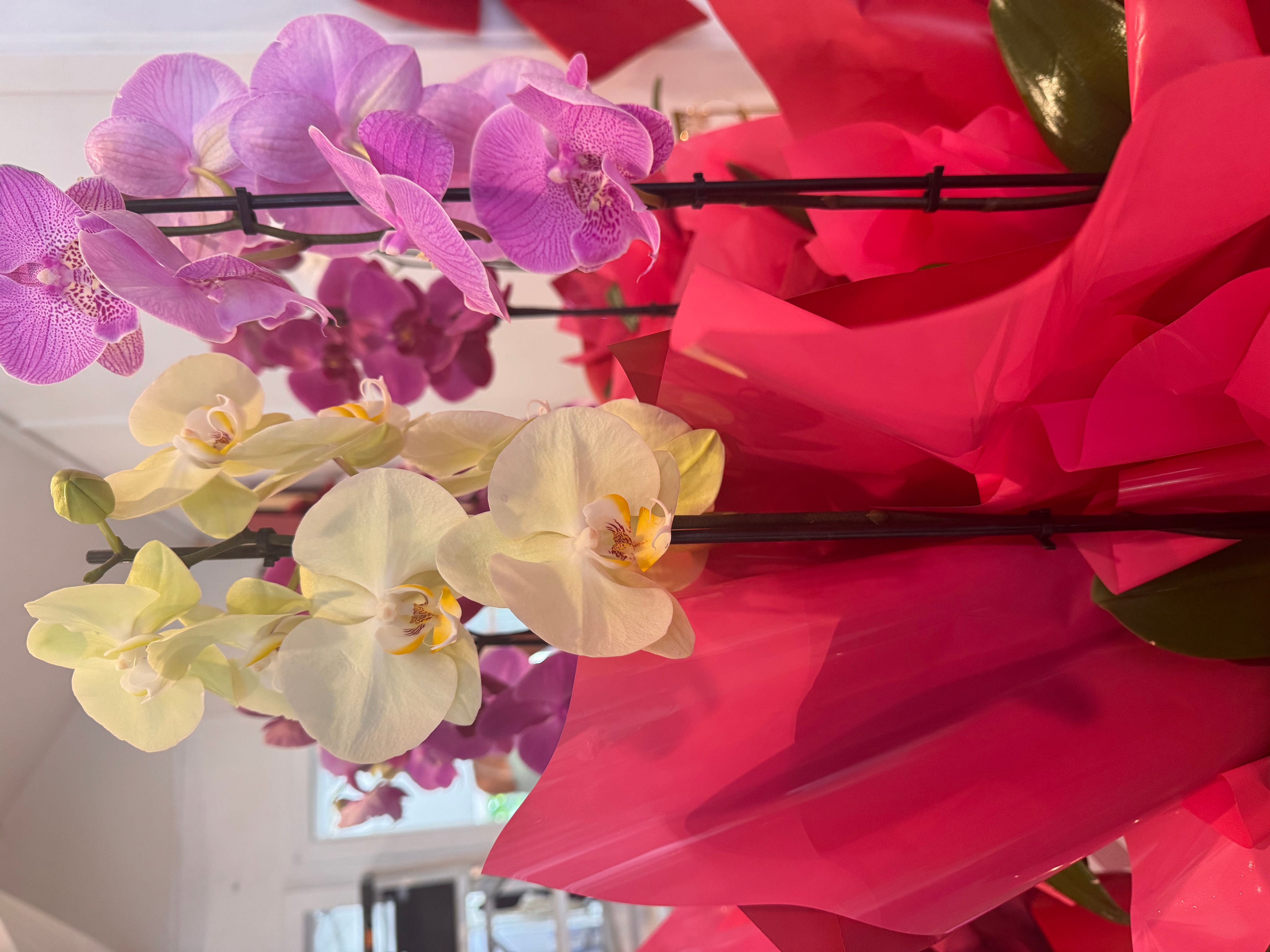 Phalaenopsis Orchid (potted)