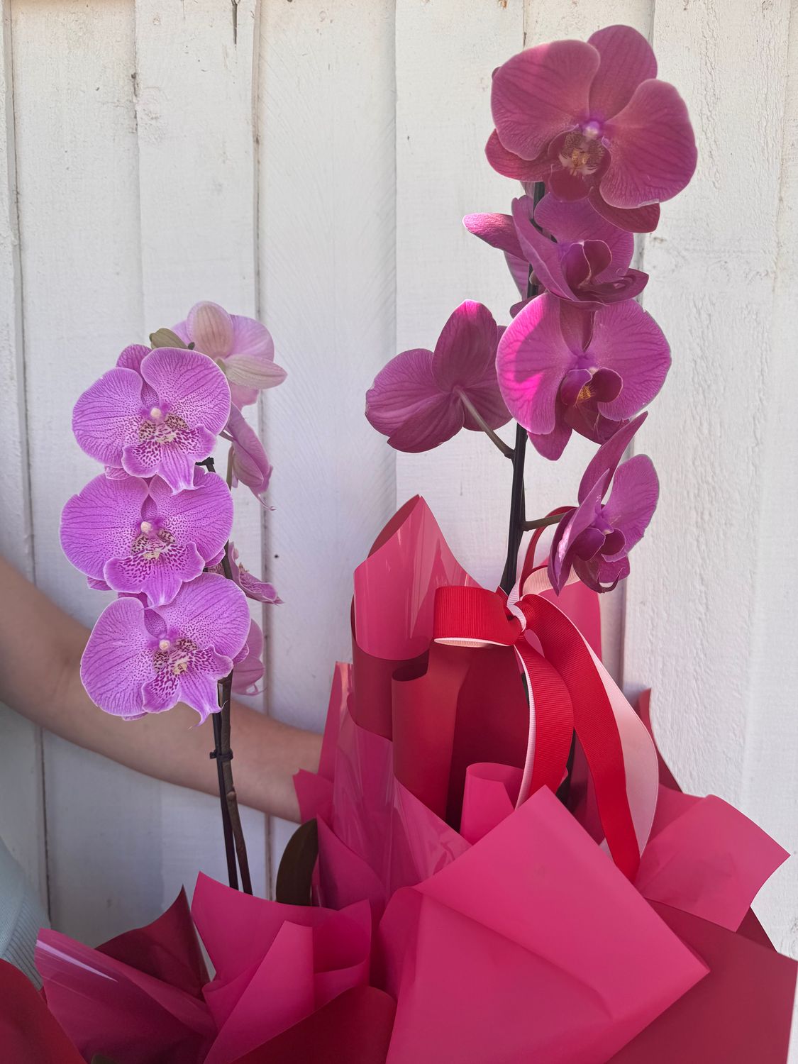 Phalaenopsis Orchid (potted)