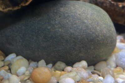 CRS ROCK BLACK RIVER per LB