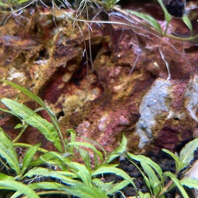 CRS FIRE STONE ROCK /LB