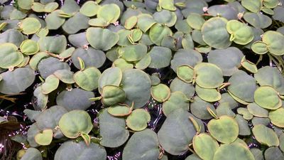 Floating Plants